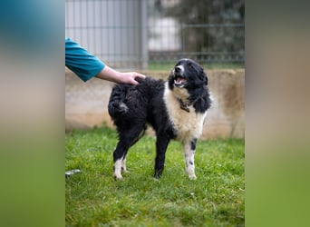 Freundlicher Chancy (*01/2023 ) sucht seine Familie