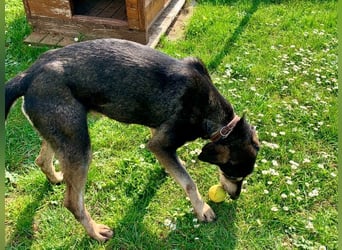 Freundliche Irulan ( * 07/2022 ) sucht ihre Familie