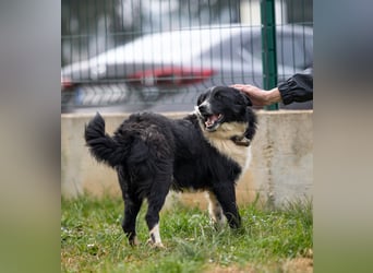 Freundlicher Chancy (*01/2023 ) sucht seine Familie