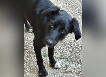 Freundlicher Levi ( * 09/2025 ) sucht seine Familie