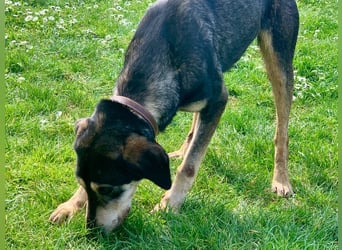 Freundliche Irulan ( * 07/2022 ) sucht ihre Familie