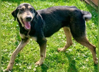 Freundliche Irulan ( * 07/2022 ) sucht ihre Familie