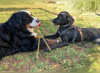 Süßer Zagi ( * 02 / 2022 ) sucht seine Menschen