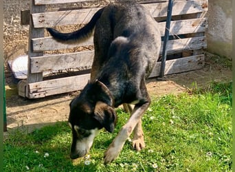 Freundliche Irulan ( * 07/2022 ) sucht ihre Familie