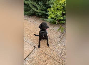 Süßer Zagi ( * 02 / 2022 ) sucht seine Menschen