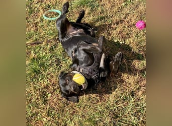 Süßer Zagi ( * 02 / 2022 ) sucht seine Menschen