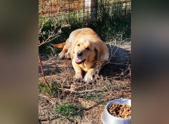 Senior Zucko ( * 09 / 2015 ) sucht seine Menschen