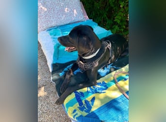 Süßer Zagi ( * 02 / 2022 ) sucht seine Menschen