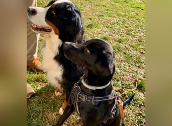 Süßer Zagi ( * 02 / 2022 ) sucht seine Menschen