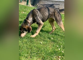 Freundliche Irulan ( * 07/2022 ) sucht ihre Familie