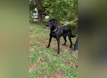 Süßer Zagi ( * 02 / 2022 ) sucht seine Menschen