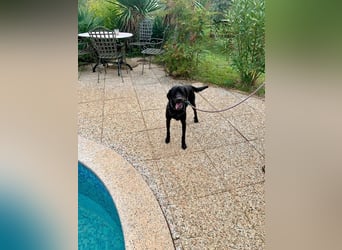 Süßer Zagi ( * 02 / 2022 ) sucht seine Menschen