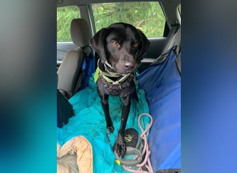 Süßer Zagi ( * 02 / 2022 ) sucht seine Menschen