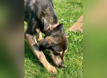 Freundliche Irulan ( * 07/2022 ) sucht ihre Familie