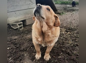 Senior Zucko ( * 09 / 2015 ) sucht seine Menschen