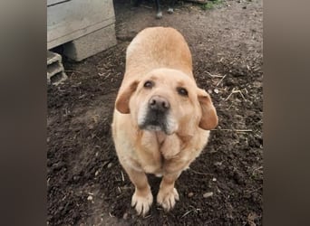 Senior Zucko ( * 09 / 2015 ) sucht seine Menschen