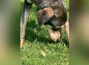 Freundliche Irulan ( * 07/2022 ) sucht ihre Familie