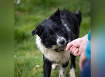 Freundlicher Chancy (*01/2023 ) sucht seine Familie
