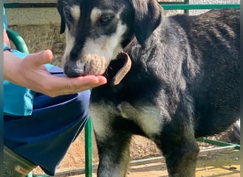 Freundliche Irulan ( * 07/2022 ) sucht ihre Familie