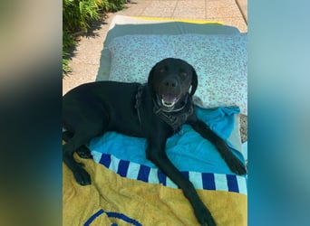 Süßer Zagi ( * 02 / 2022 ) sucht seine Menschen