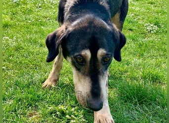 Freundliche Irulan ( * 07/2022 ) sucht ihre Familie