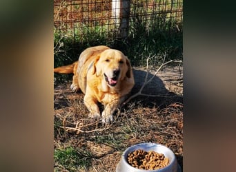 Senior Zucko ( * 09 / 2015 ) sucht seine Menschen