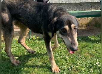 Freundliche Irulan ( * 07/2022 ) sucht ihre Familie