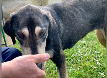 Freundliche Irulan ( * 07/2022 ) sucht ihre Familie