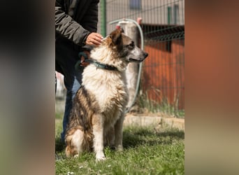 Freundlicher Fuller (*10/2023 ) sucht seine Familie
