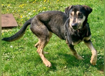 Freundliche Irulan ( * 07/2022 ) sucht ihre Familie