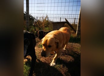 Senior Zucko ( * 09 / 2015 ) sucht seine Menschen