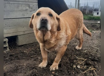 Senior Zucko ( * 09 / 2015 ) sucht seine Menschen