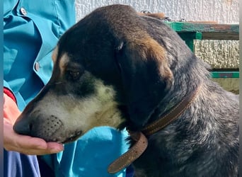 Freundliche Irulan ( * 07/2022 ) sucht ihre Familie