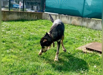 Freundliche Irulan ( * 07/2022 ) sucht ihre Familie