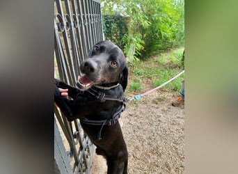 Süßer Zagi ( * 02 / 2022 ) sucht seine Menschen