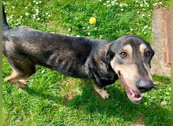 Freundliche Irulan ( * 07/2022 ) sucht ihre Familie