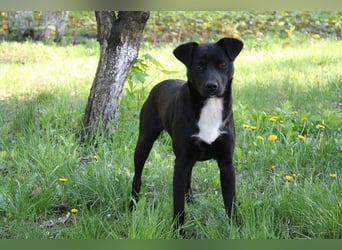 Levi  (in 	94474 Vilshofen) – Vom Straßenhund zum Herzensfreund