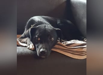 Levi  (in 	94474 Vilshofen) – Vom Straßenhund zum Herzensfreund