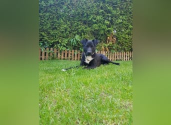 Levi  (in 	94474 Vilshofen) – Vom Straßenhund zum Herzensfreund