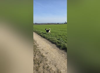 Jenna geschundene Seele  sucht ein Zuhause