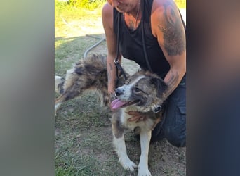 Jenna geschundene Seele  sucht ein Zuhause