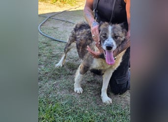 Jenna geschundene Seele  sucht ein Zuhause