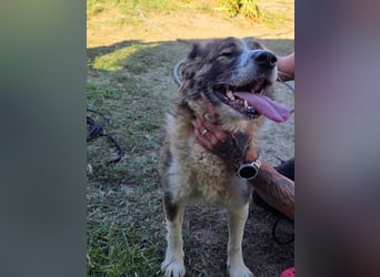 Jenna geschundene Seele  sucht ein Zuhause