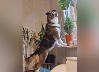 Jenna geschundene Seele  sucht ein Zuhause