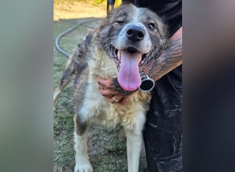 Jenna geschundene Seele  sucht ein Zuhause