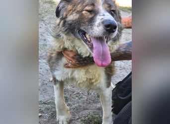 Jenna geschundene Seele  sucht ein Zuhause