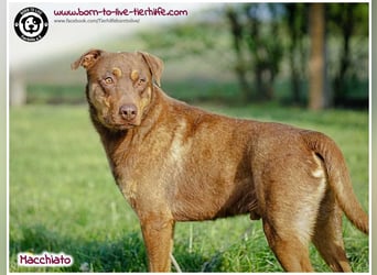 Hübscher Macchiato sucht ein Zuhause für immer