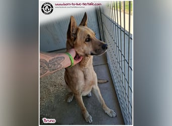 Traumhund Bruno auf der Suche nach einem Zuhause
