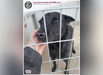 Hübsche Bibi sucht ein Zuhause für immer