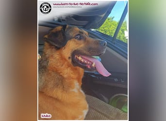 Hübscher Nuko sucht ein Zuhause für immer